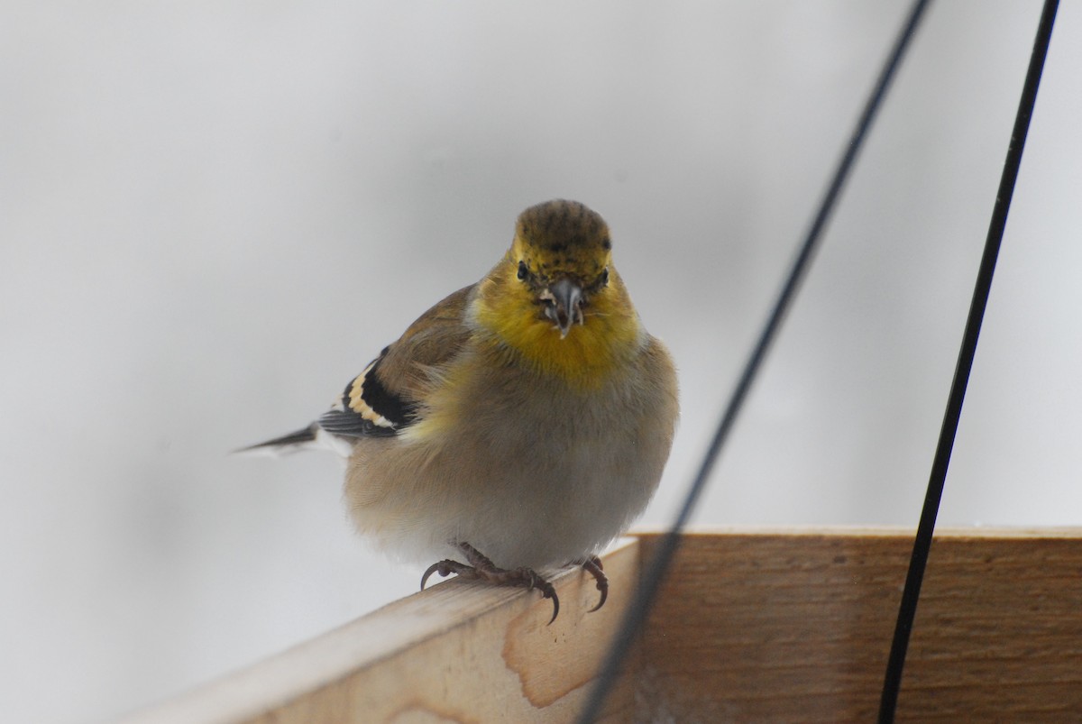 American Goldfinch - ML646356379