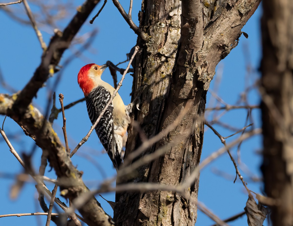 Pic à ventre roux - ML646356380