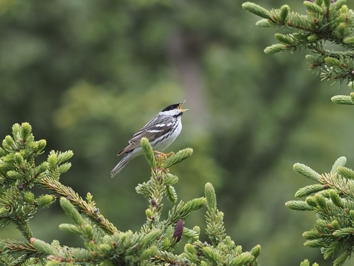 Blackpoll Warbler - ML646356385