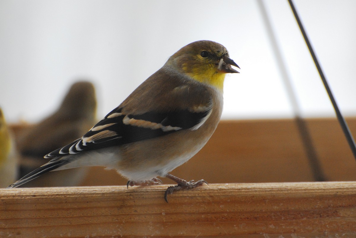 American Goldfinch - ML646356386
