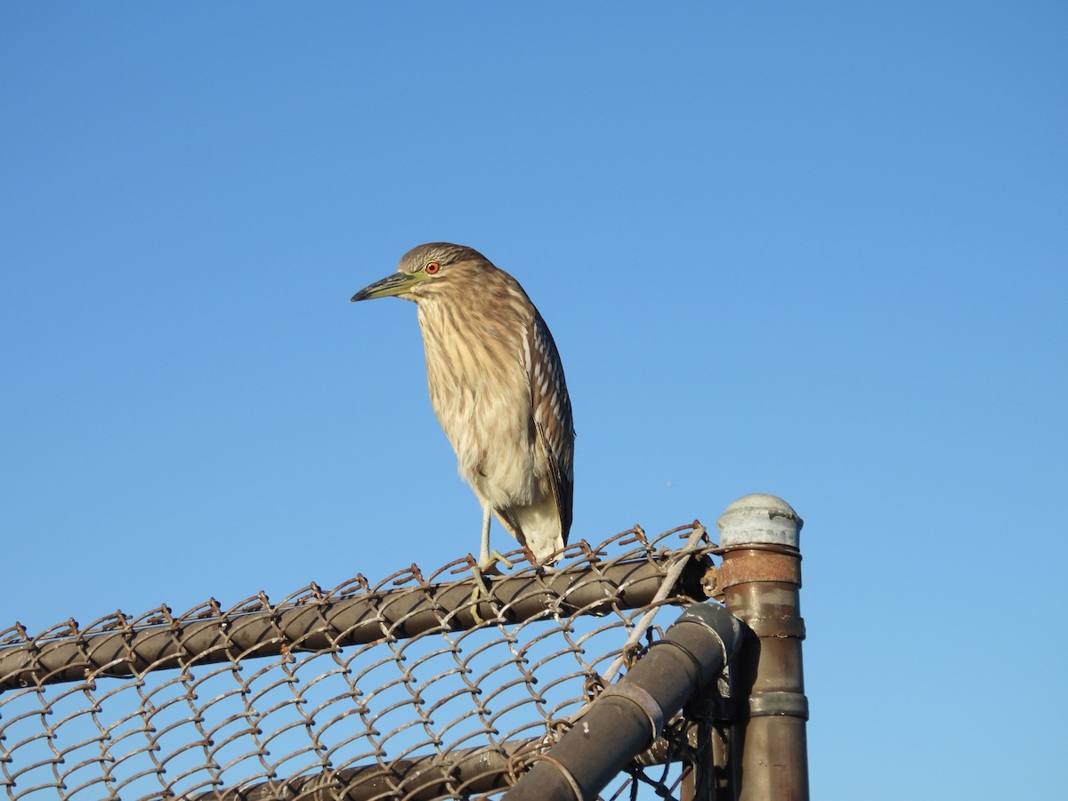 Black-crowned Night Heron - ML646356393