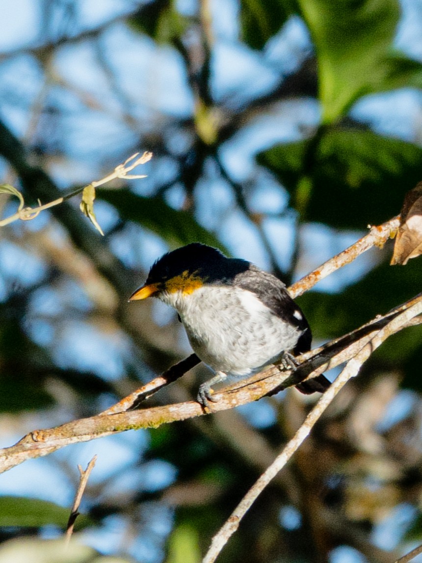 Yellow-backed Tanager - ML646356394