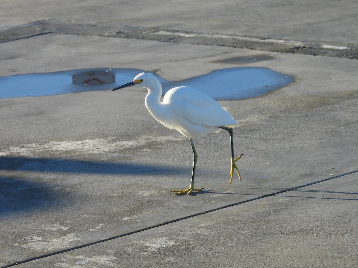 Snowy Egret - ML646356397