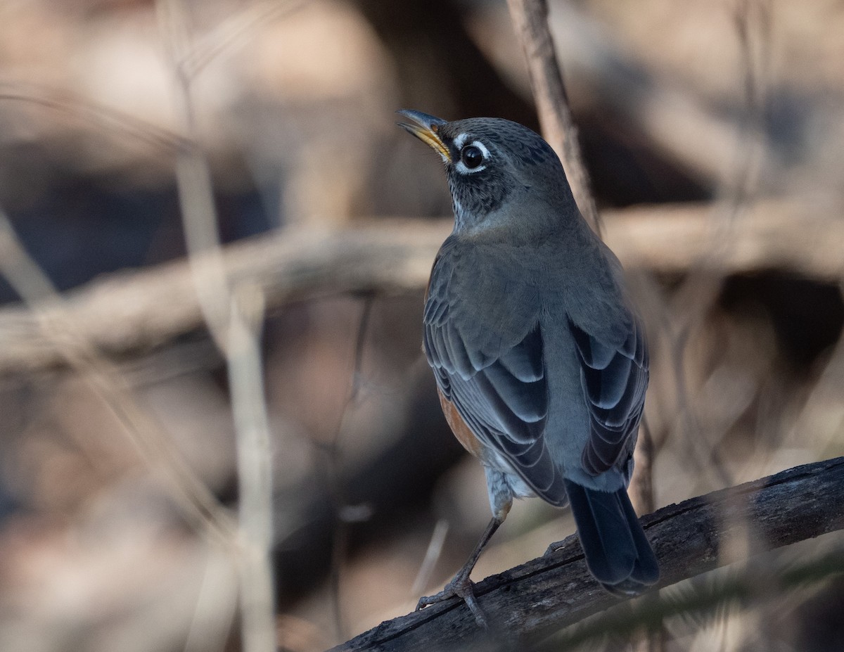 American Robin - ML646356398