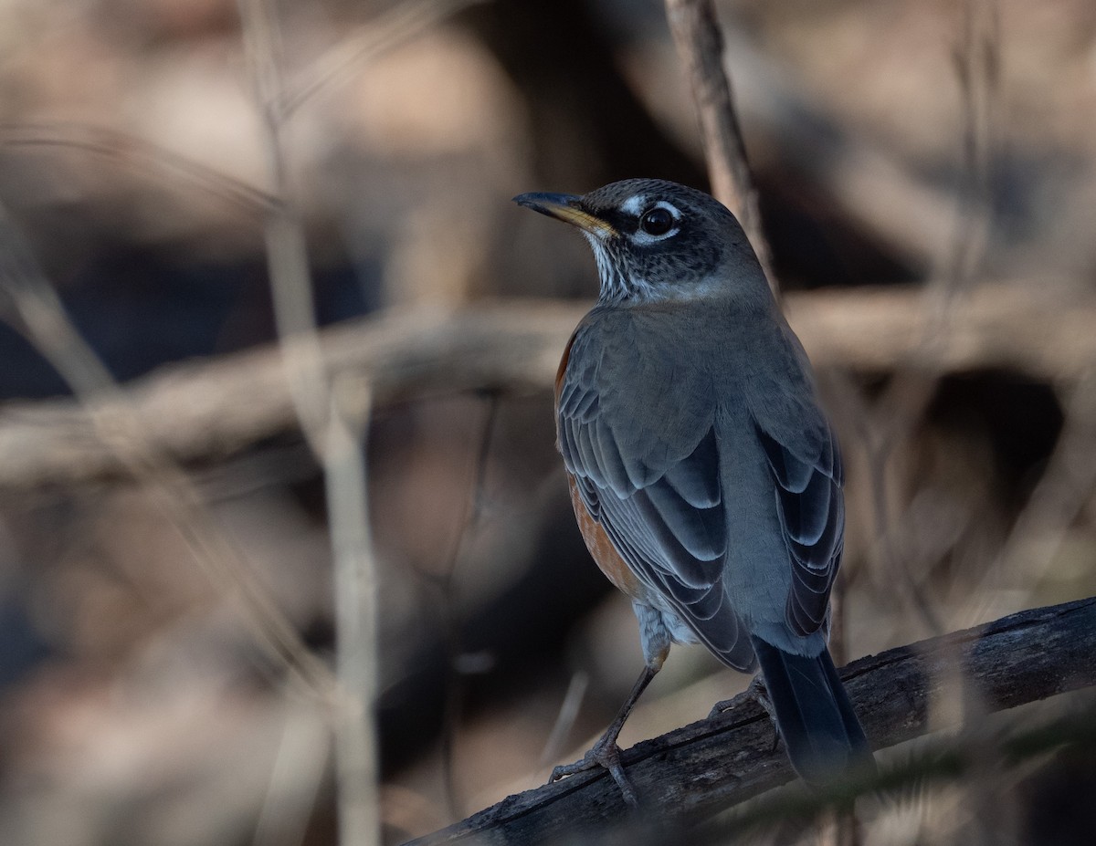 American Robin - ML646356399