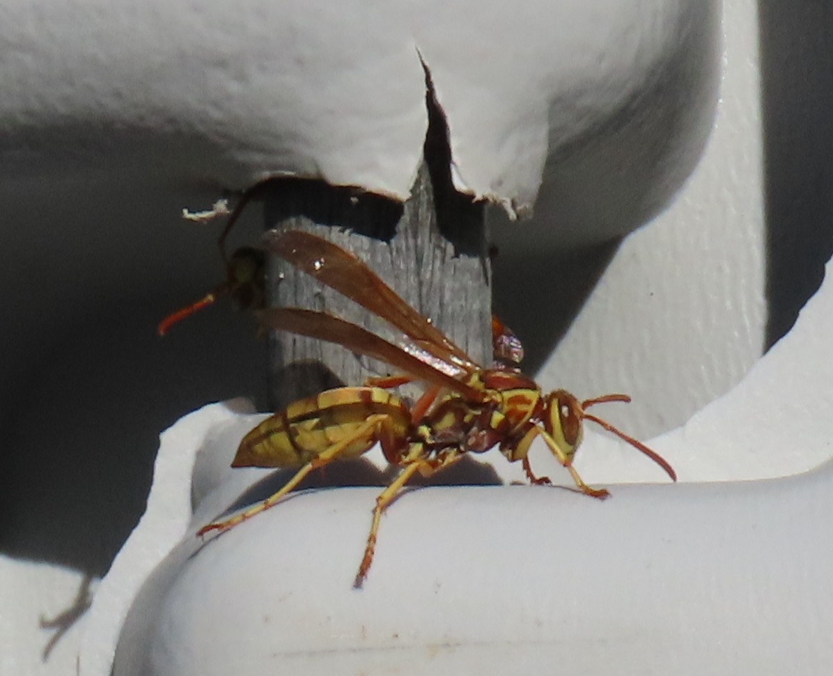 Umbrella Paper Wasps - ML646356400