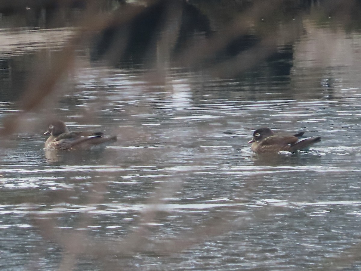 Wood Duck - ML646356401