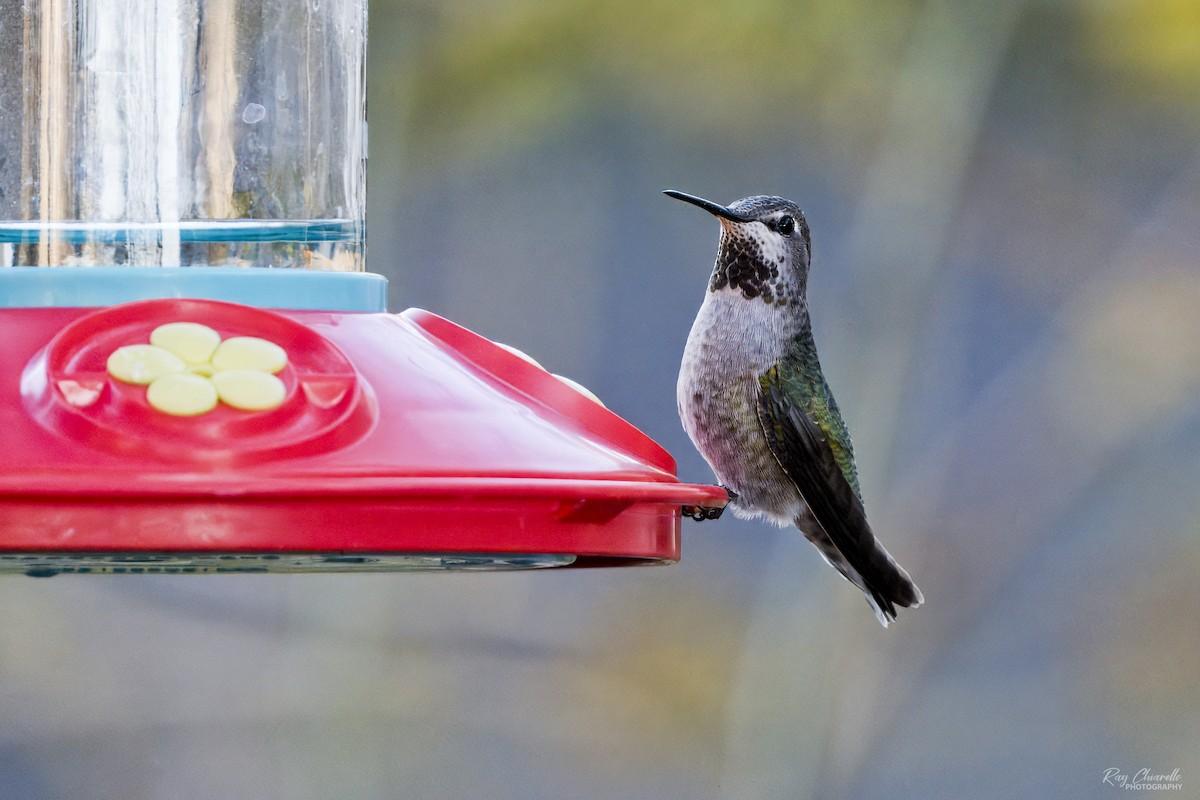 Anna's Hummingbird - ML646356402