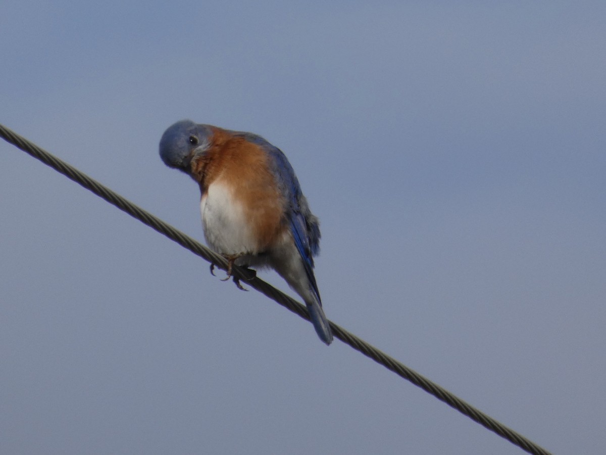 Eastern Bluebird - ML646356403