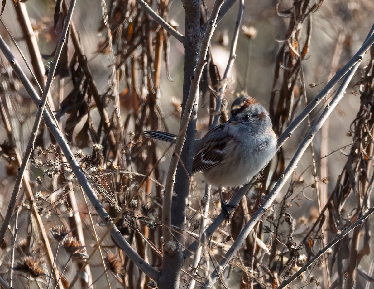 American Tree Sparrow - ML646356404