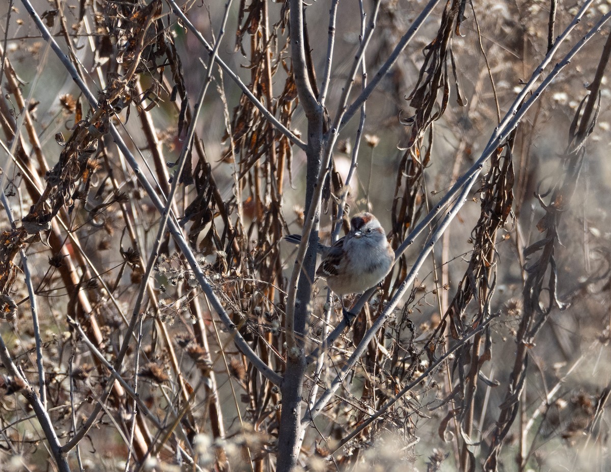 American Tree Sparrow - ML646356405