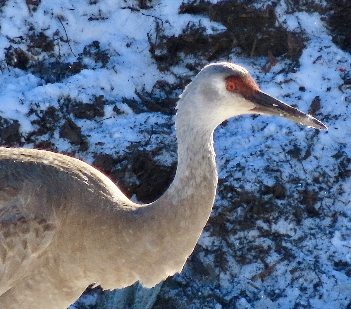 Sandhill Crane - ML646356416