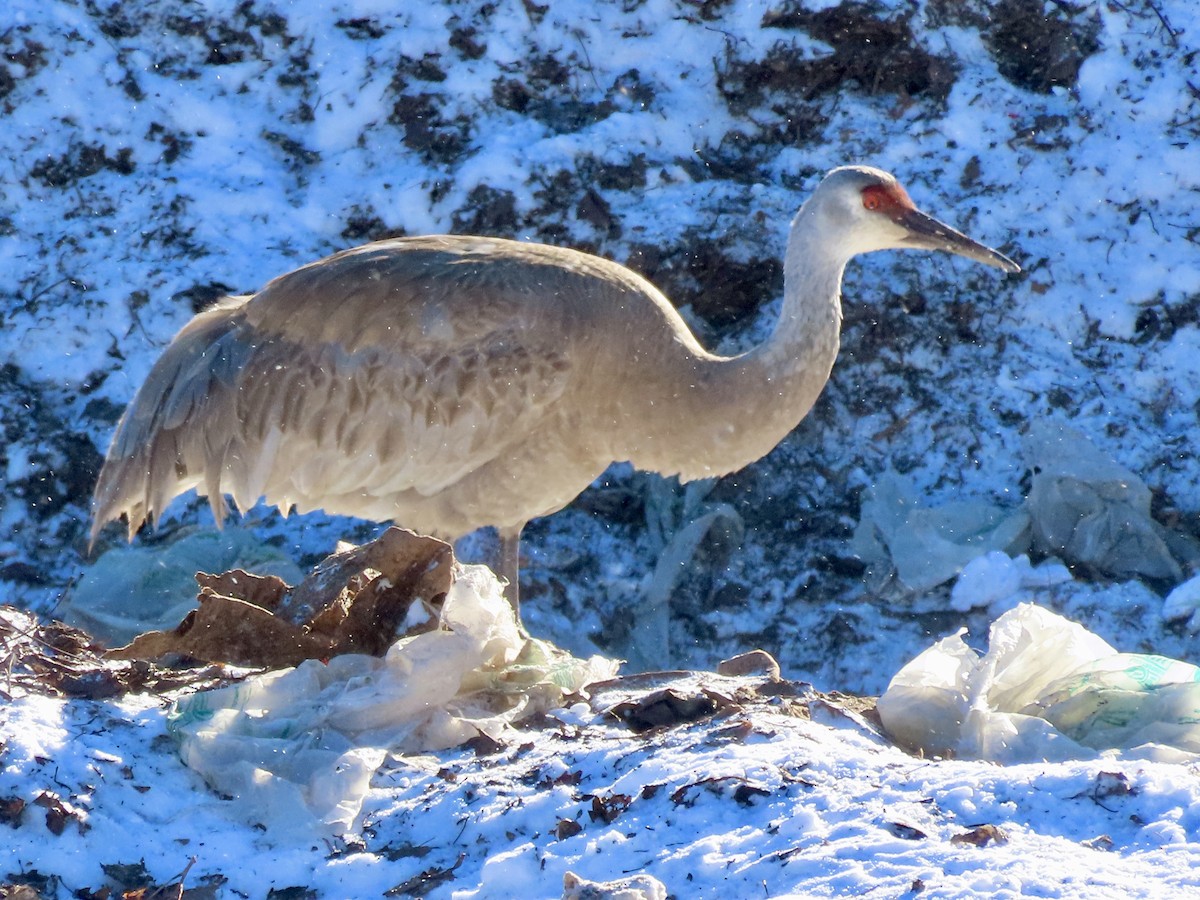 Sandhill Crane - ML646356417