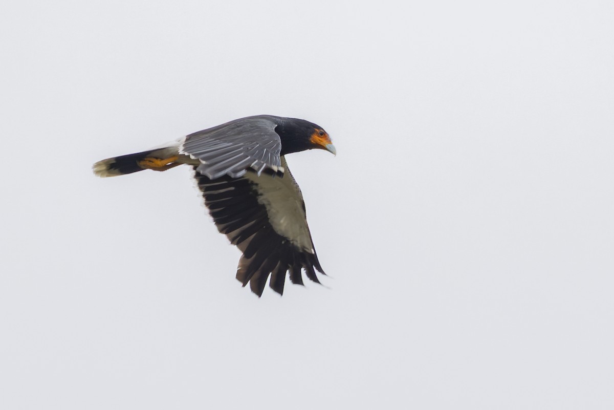 Mountain Caracara - ML646356419