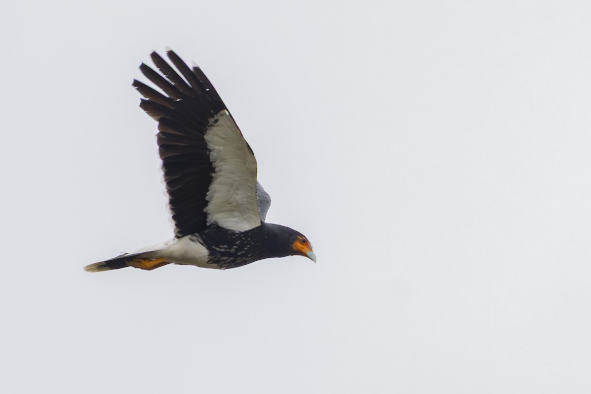 Mountain Caracara - ML646356420