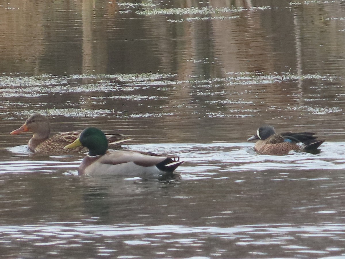 Blue-winged Teal - ML646356427