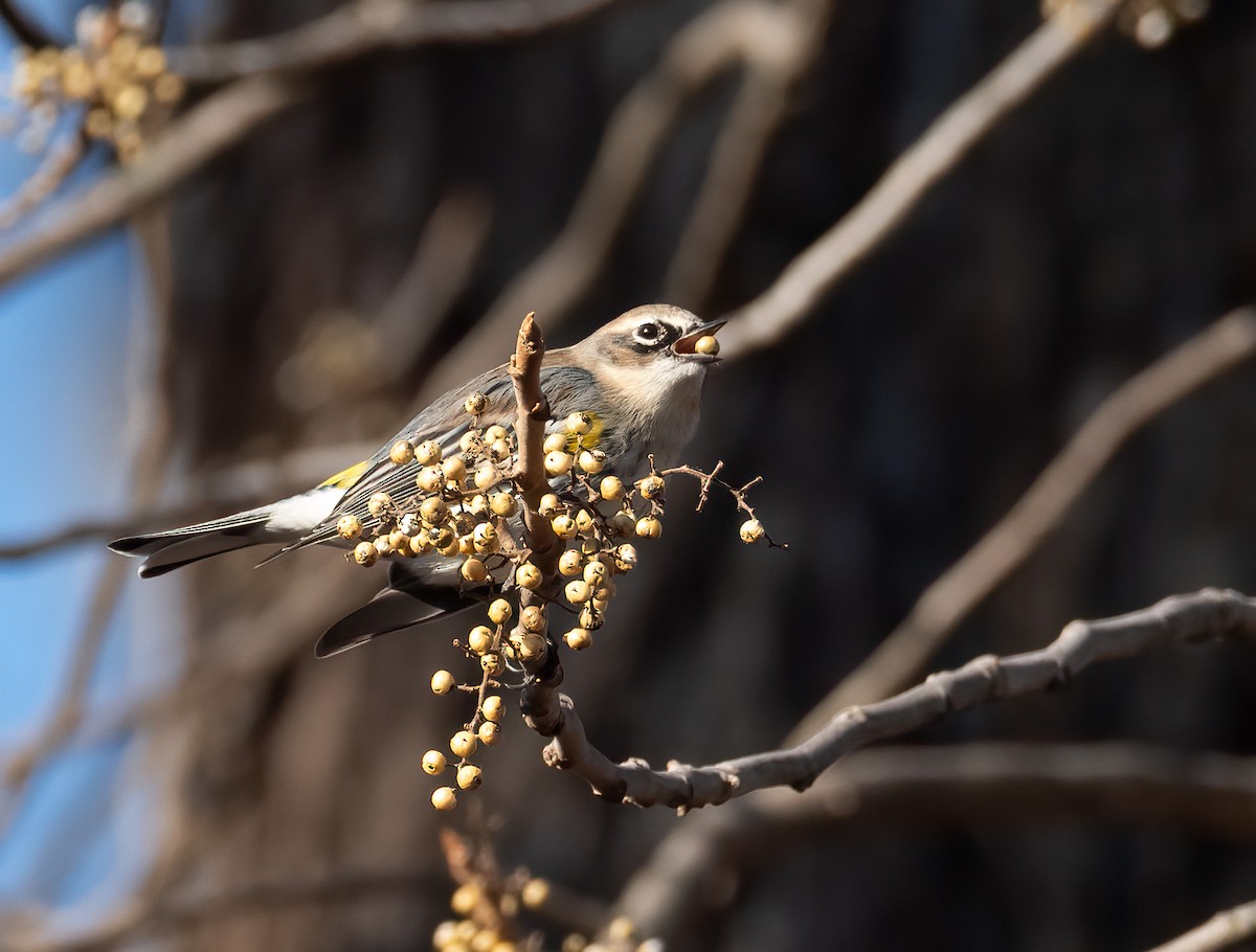 Yellow-rumped Warbler - ML646356430