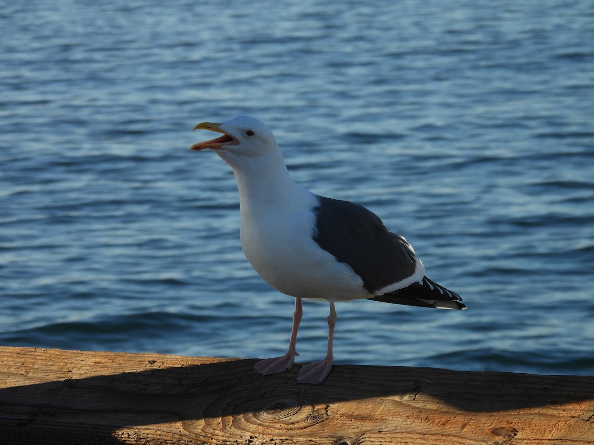 Western Gull - ML646356431