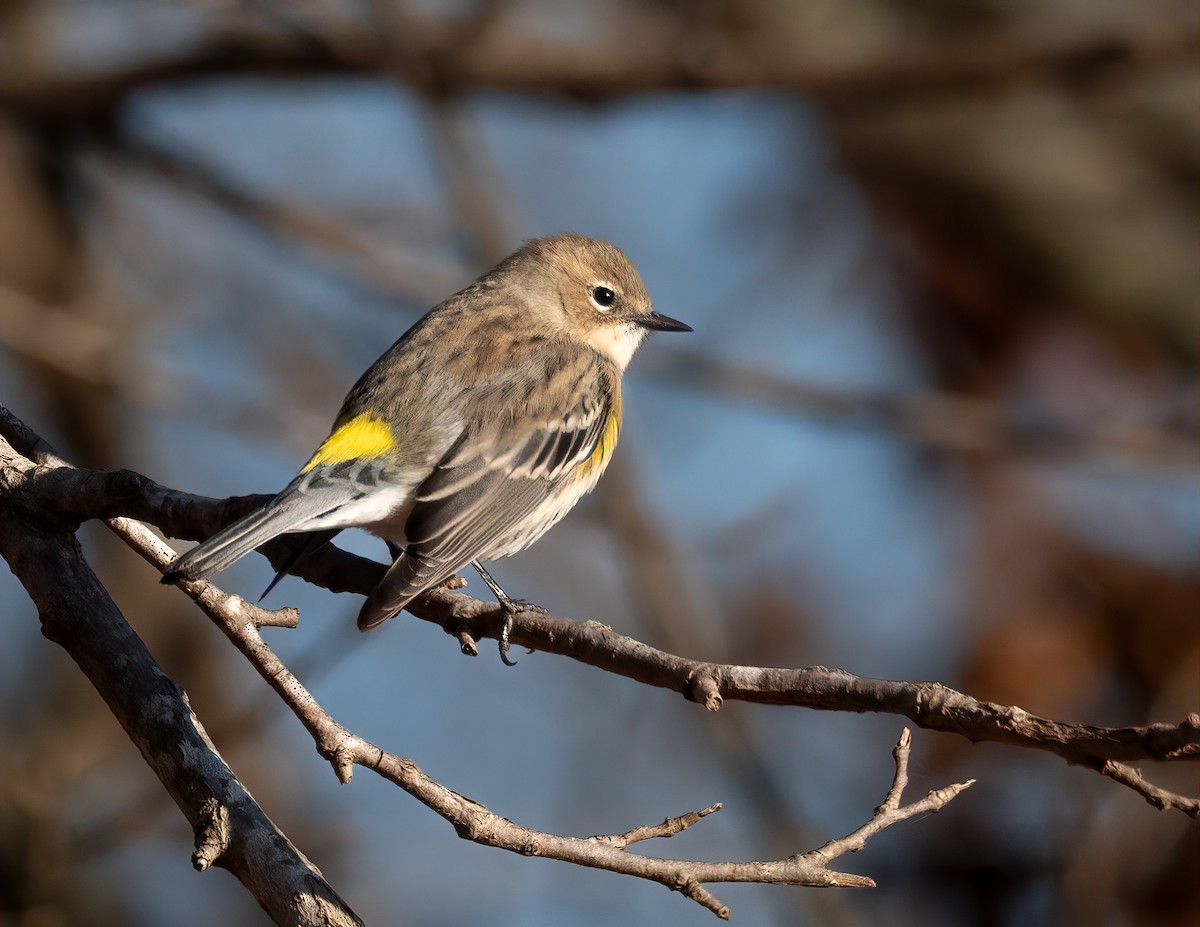 Yellow-rumped Warbler - ML646356432
