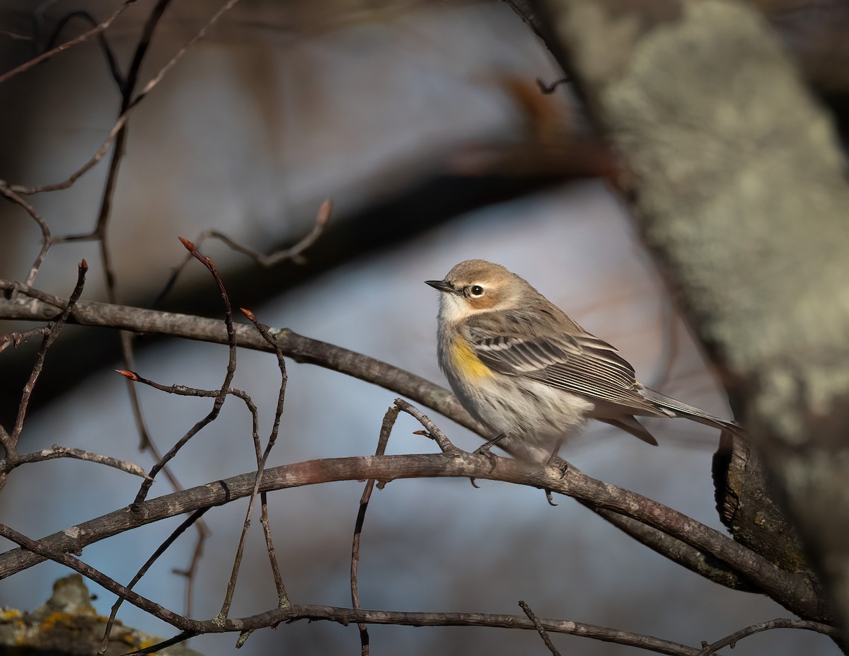 Yellow-rumped Warbler - ML646356433