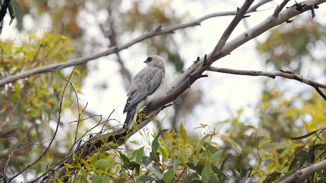 Black-faced Cuckooshrike - ML646356444