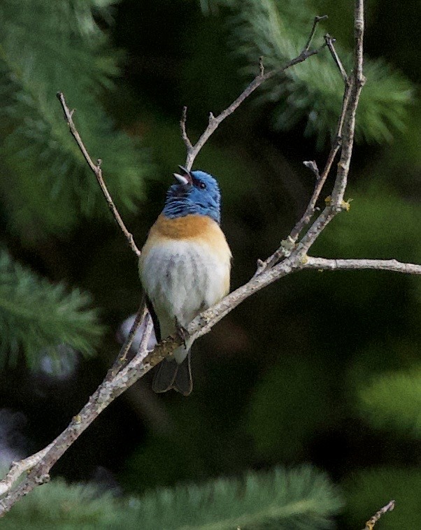 Lazuli Bunting - ML646356451