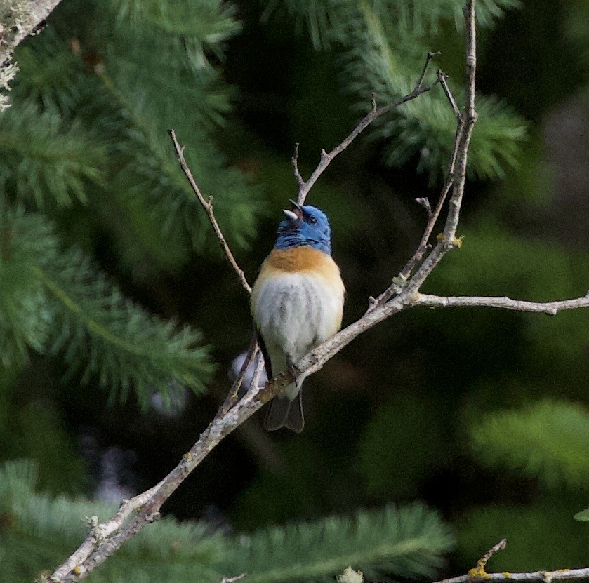 Lazuli Bunting - ML646356452
