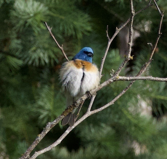 Lazuli Bunting - ML646356453