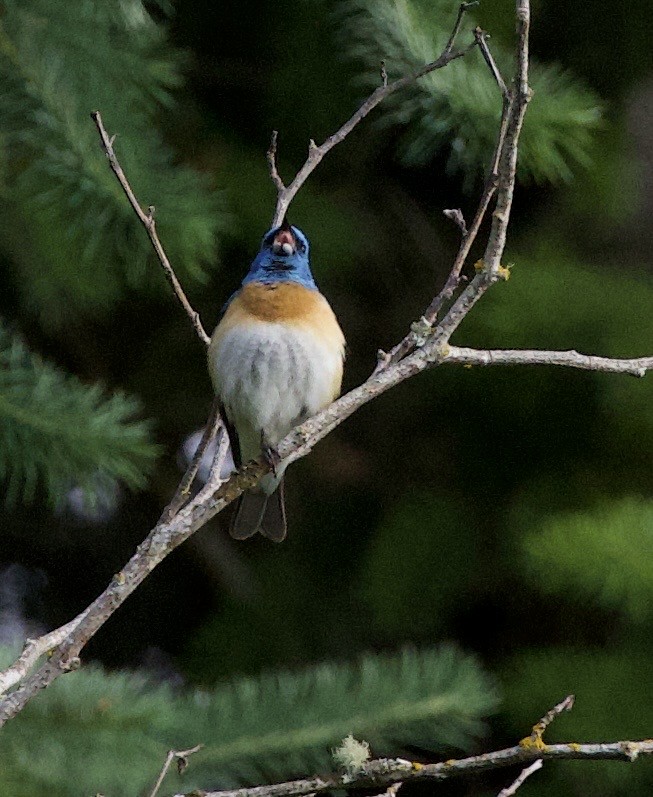 Lazuli Bunting - ML646356454
