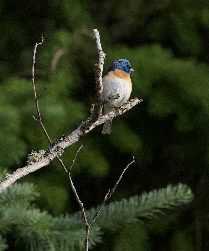 Lazuli Bunting - ML646356455