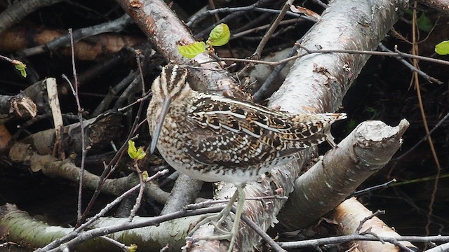 Wilsonbekassine - ML646356457