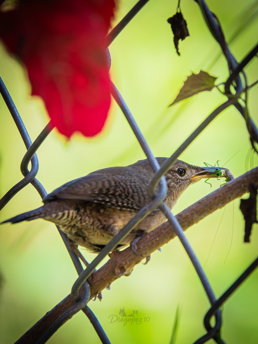 Southern House Wren - ML646356459