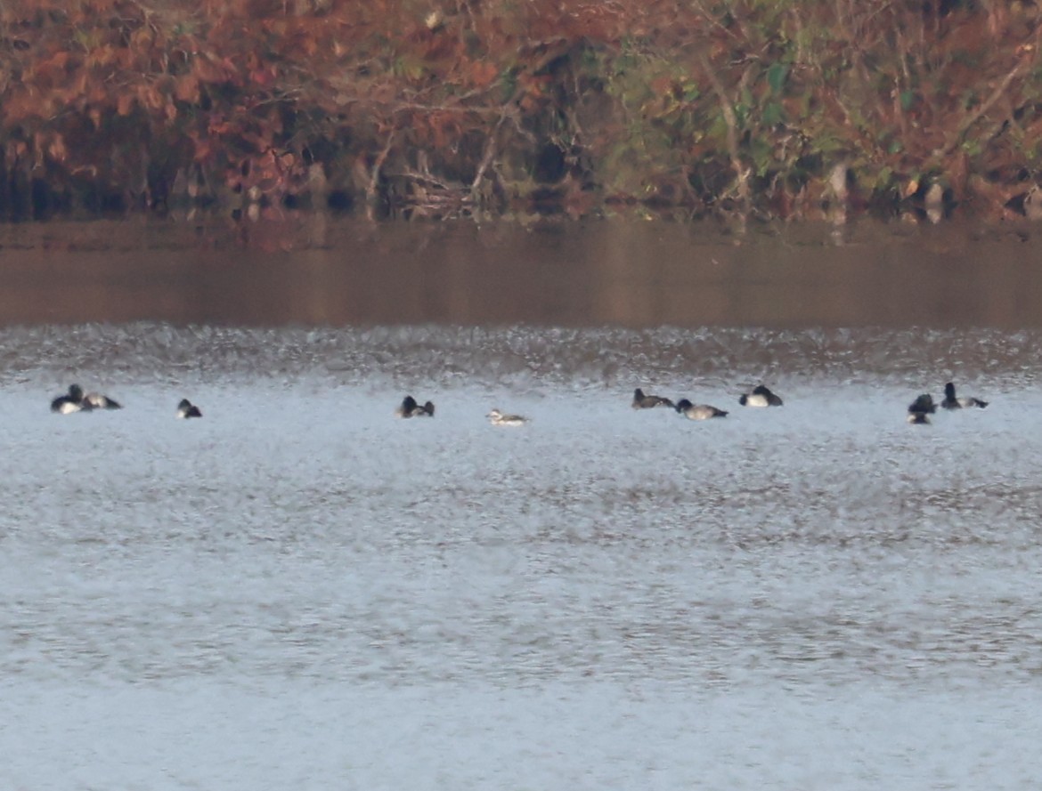 Eisente - ML646356460