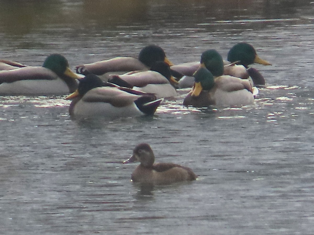 Ringschnabelente - ML646356463