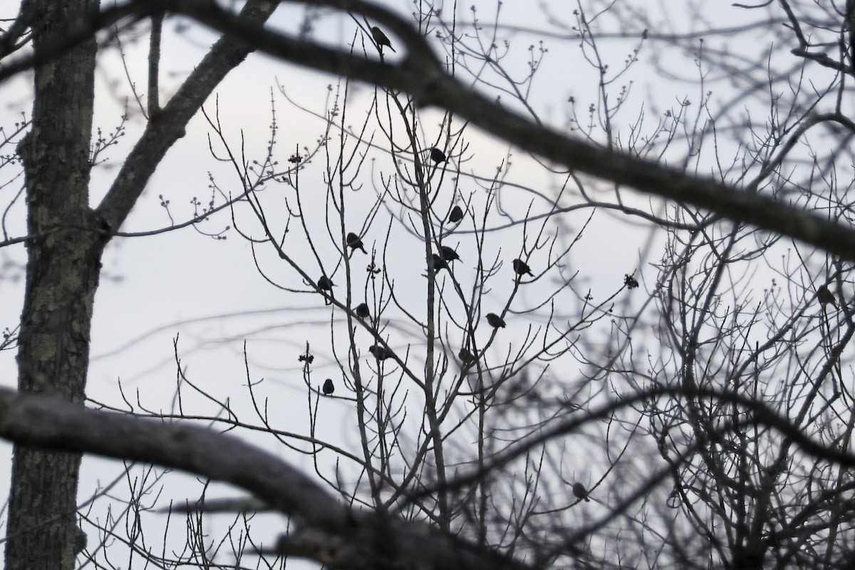 Red-winged Blackbird - ML646356464