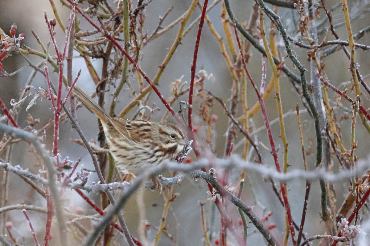 Song Sparrow - ML646356466