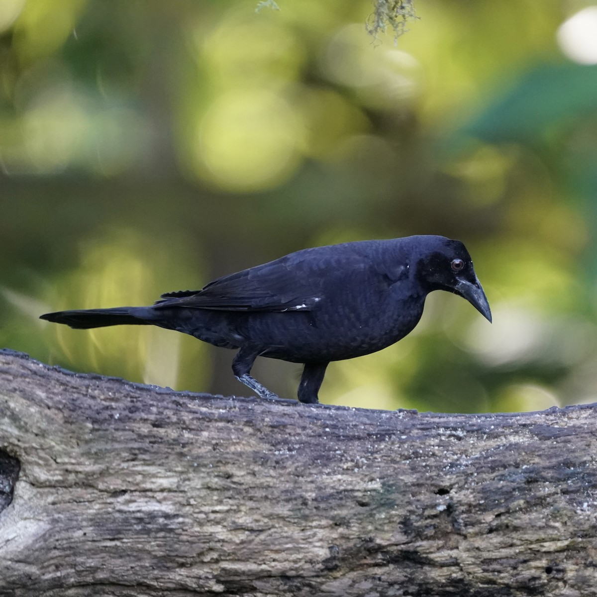 Riesenkuhstärling - ML646356467