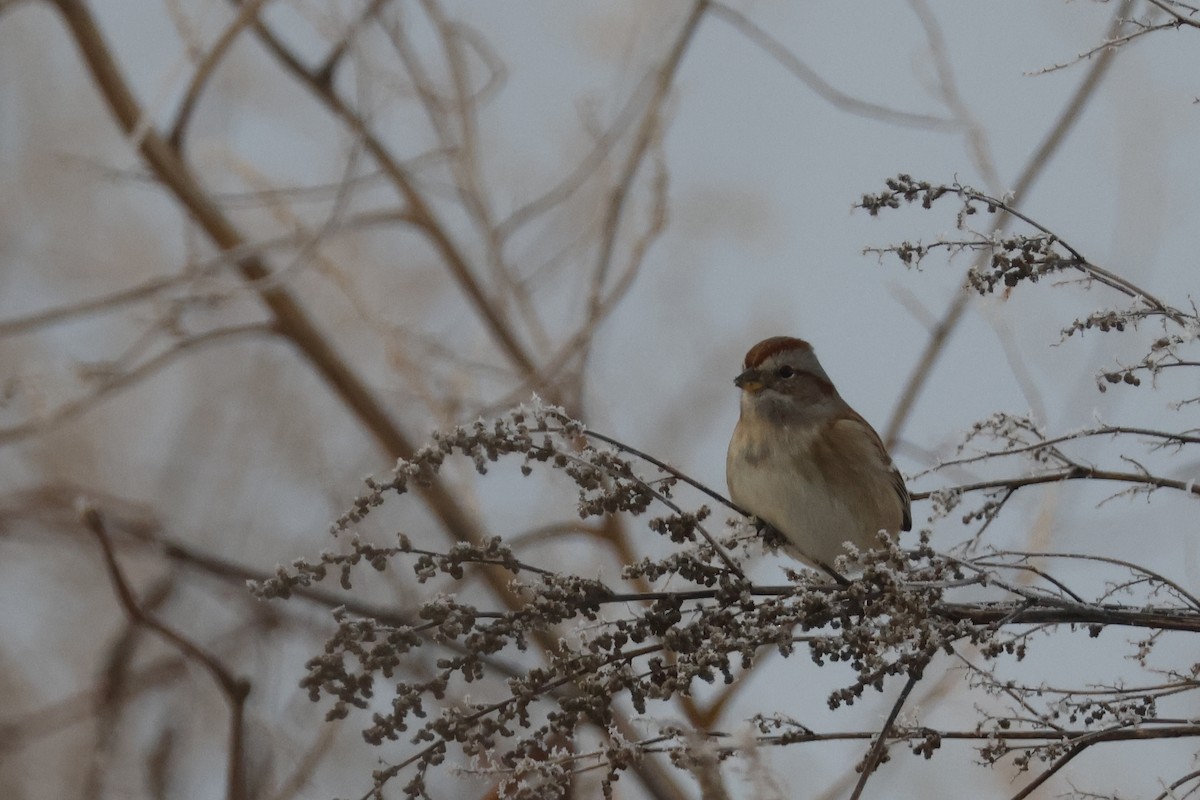 American Tree Sparrow - ML646356468
