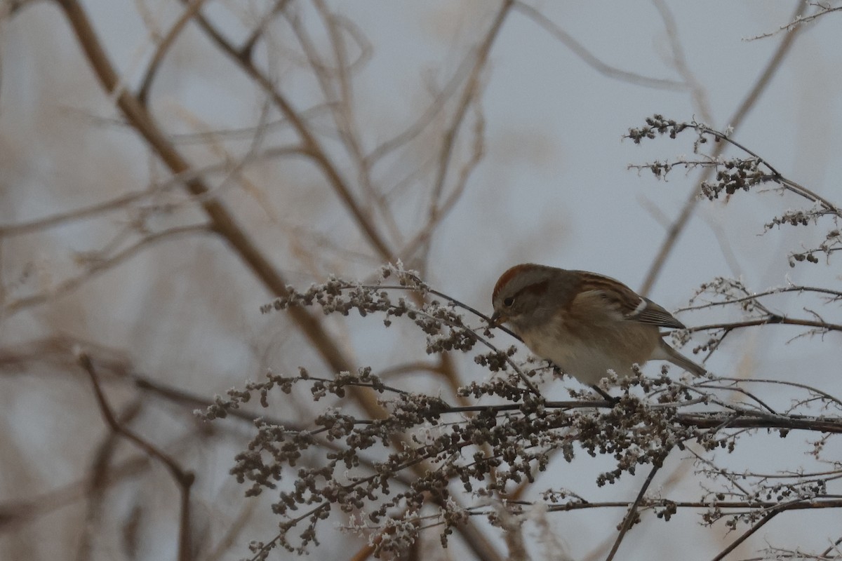 American Tree Sparrow - ML646356469