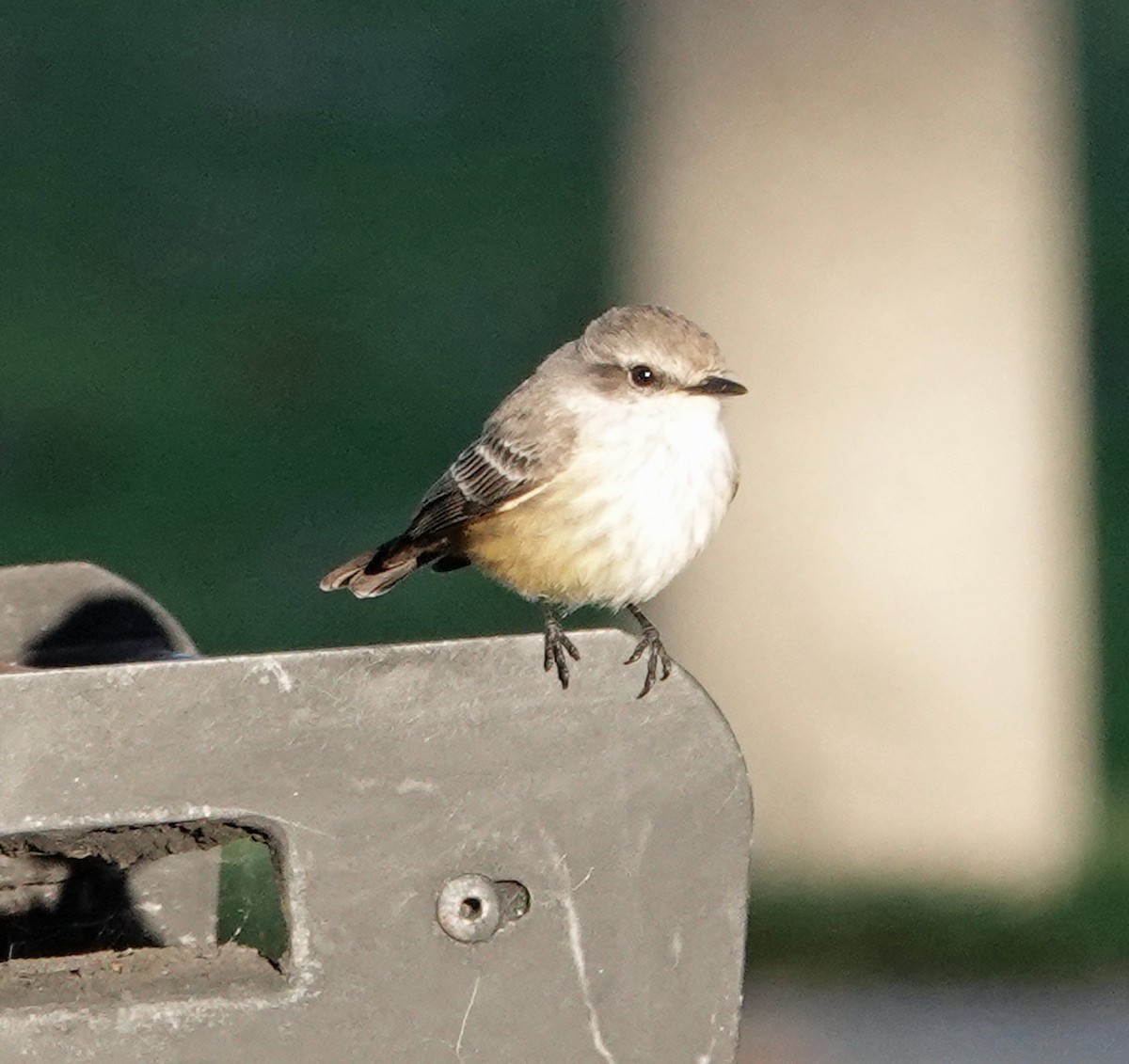 Rubintyrann - ML646356473