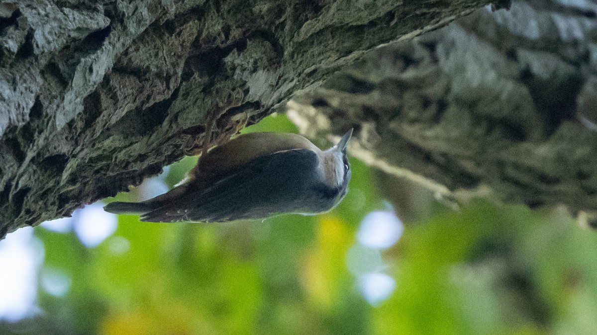 Kleiber [europaea-Gruppe] - ML646356474