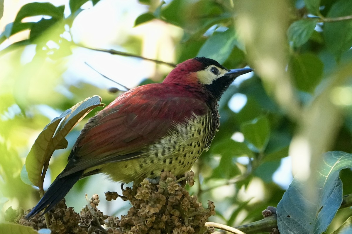 Rotmantelspecht - ML646356475