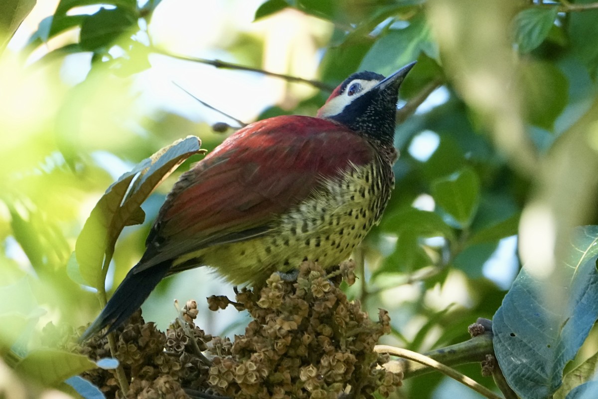 Rotmantelspecht - ML646356476