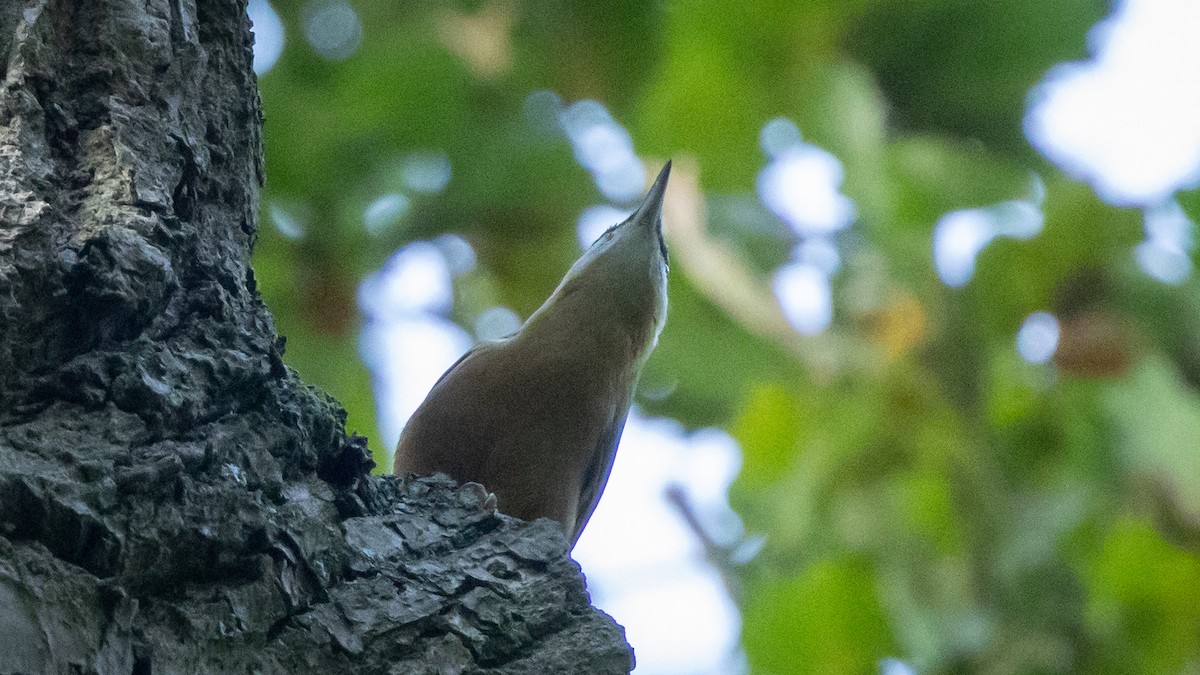 Kleiber [europaea-Gruppe] - ML646356478