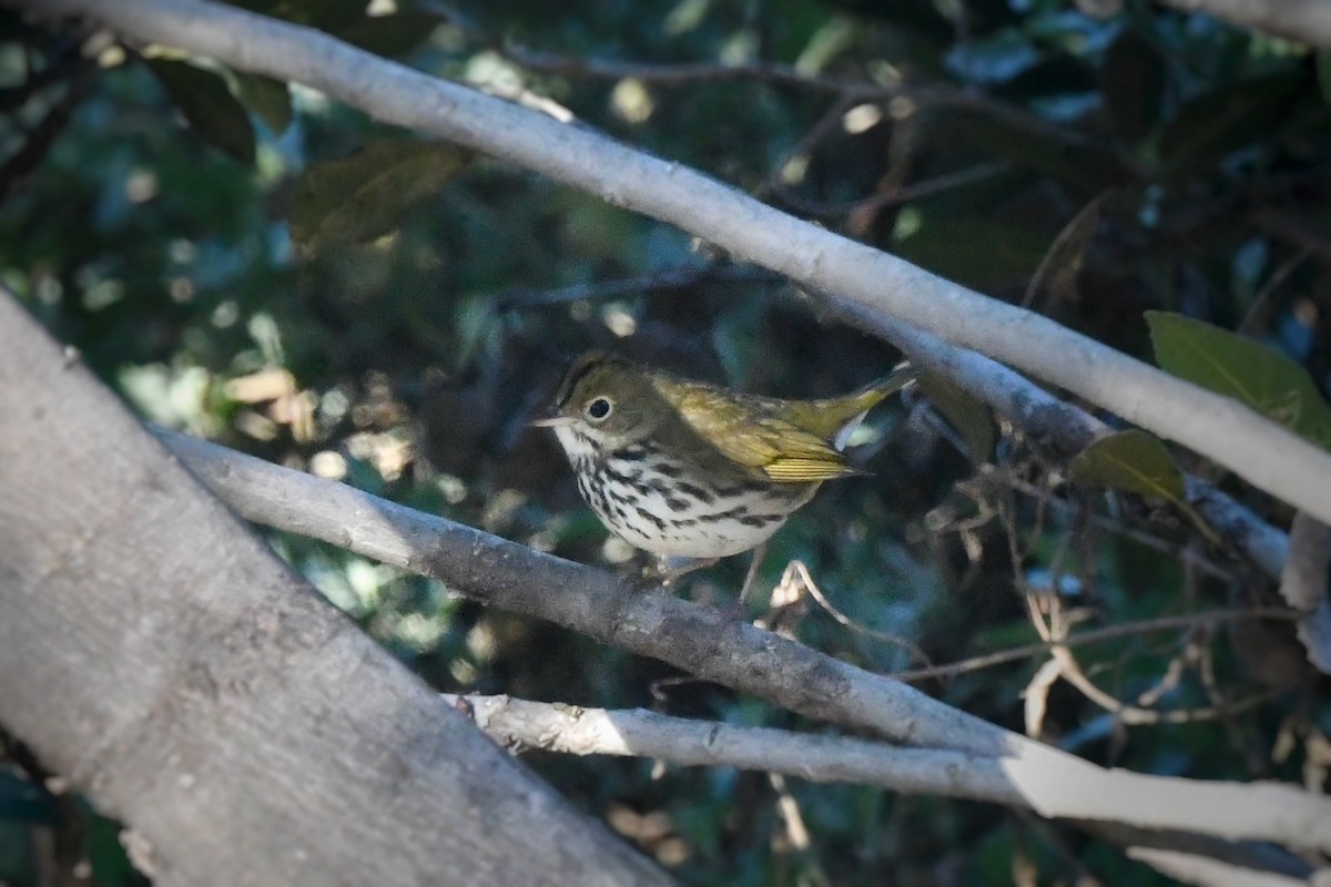 Ovenbird - ML646356480