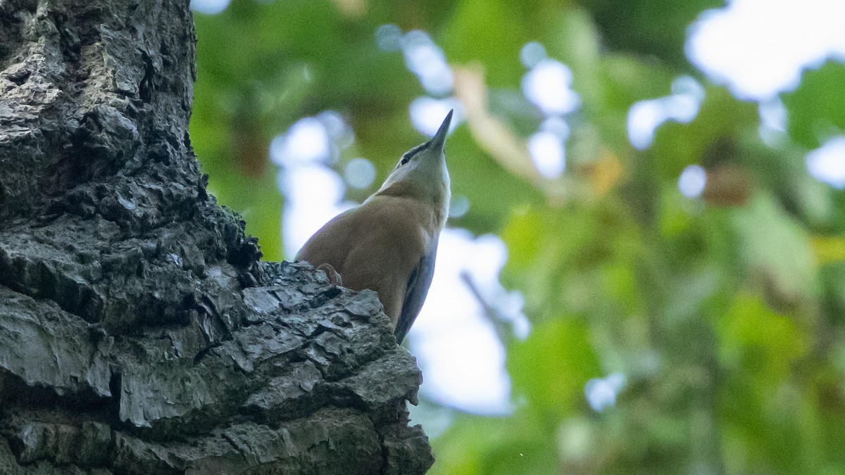 Kleiber [europaea-Gruppe] - ML646356482