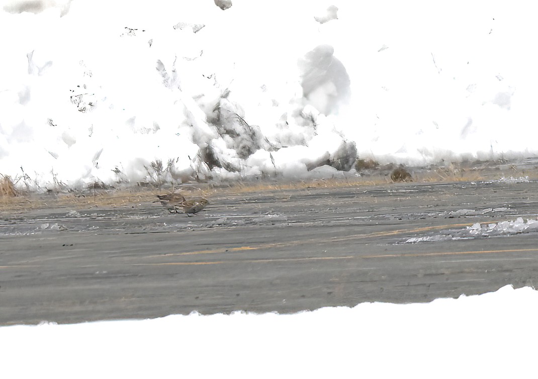 Gelbkehl-Spornammer - ML646356485