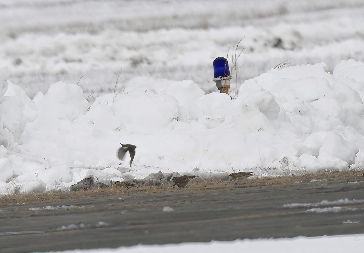 Gelbkehl-Spornammer - ML646356486