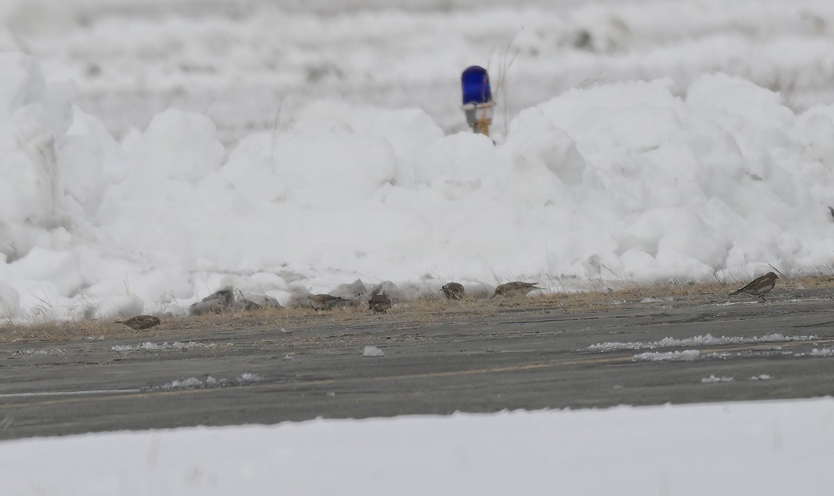 Gelbkehl-Spornammer - ML646356487