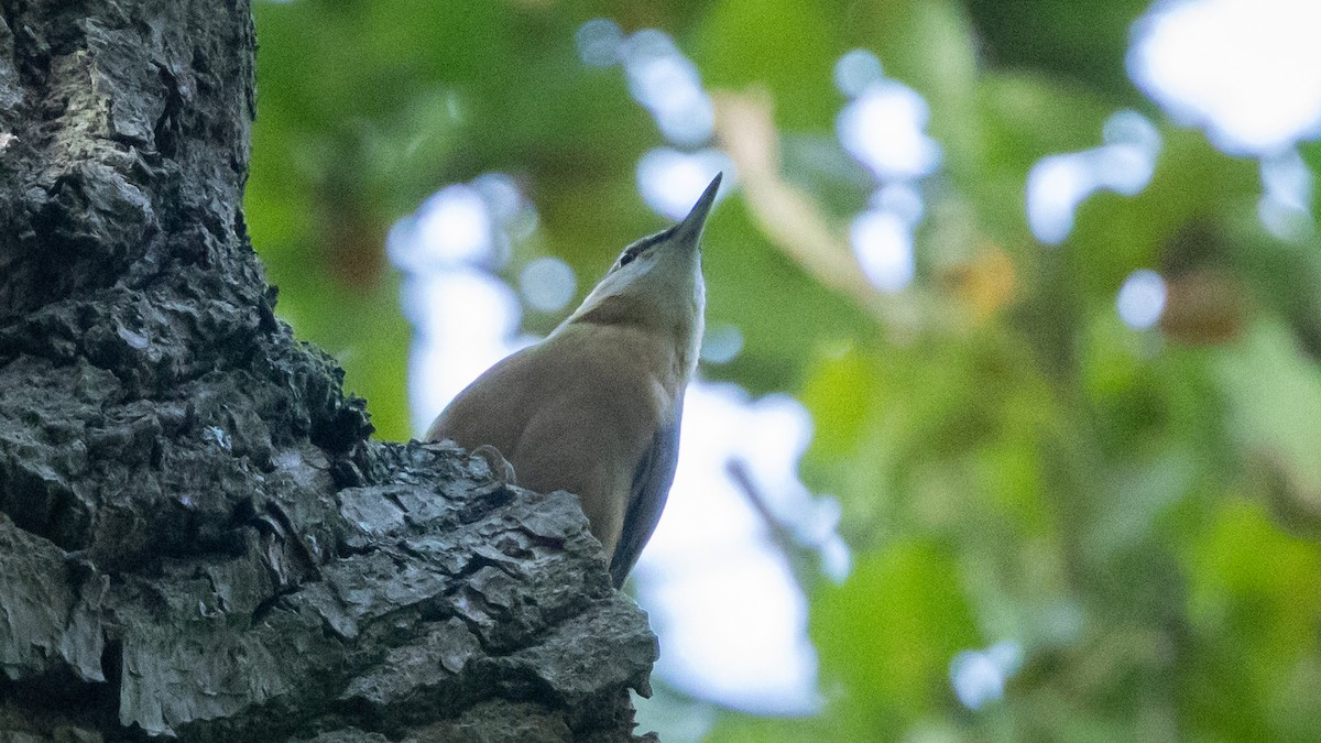 Kleiber [europaea-Gruppe] - ML646356488